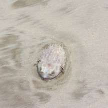 Pufferfish on the beach